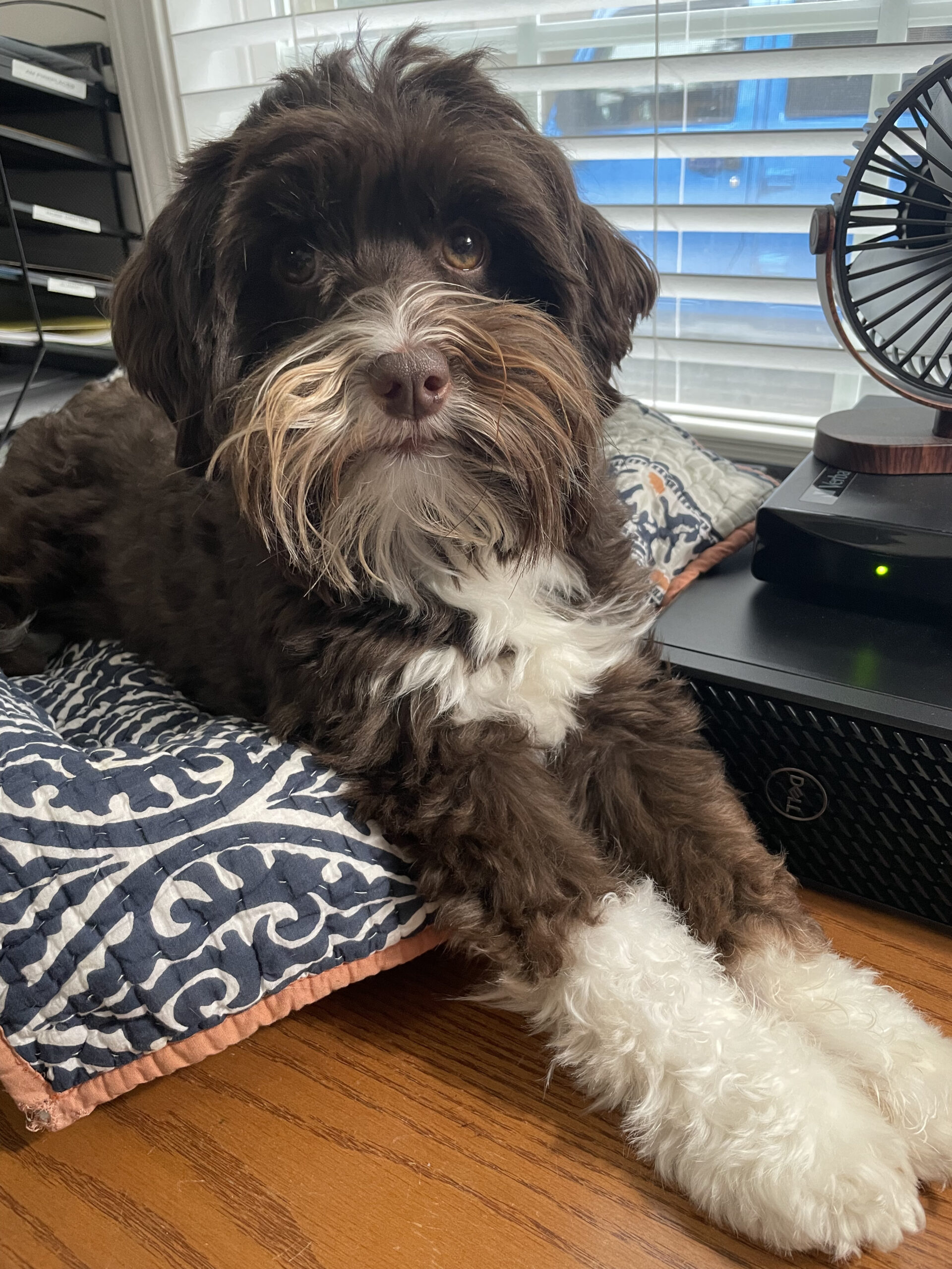 Coco "Bean" Lacy
